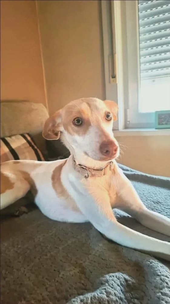 Feliz (Chanel ADR),België photo 7