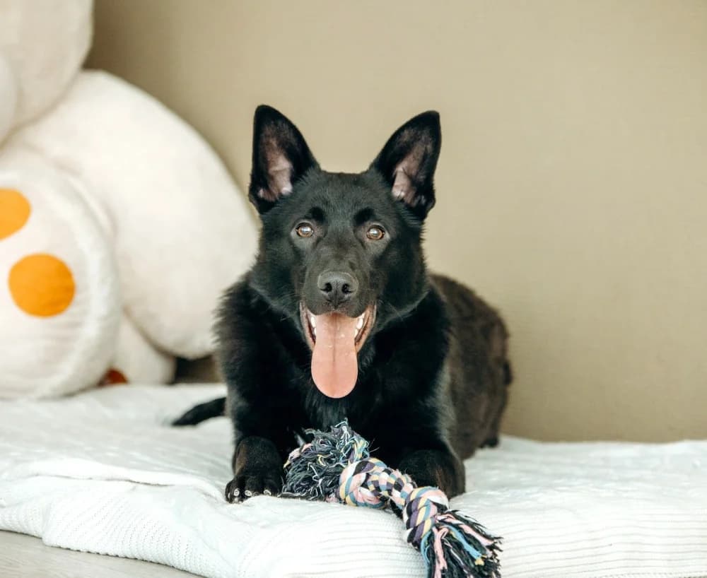 Goudi zoekt zijn thuis photo 7