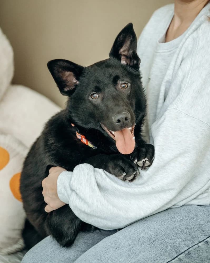 Goudi zoekt zijn thuis photo 8