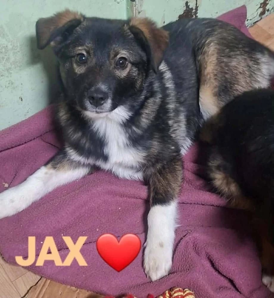 Jax photo 8