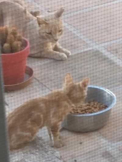 Jefke Dubois photo 6