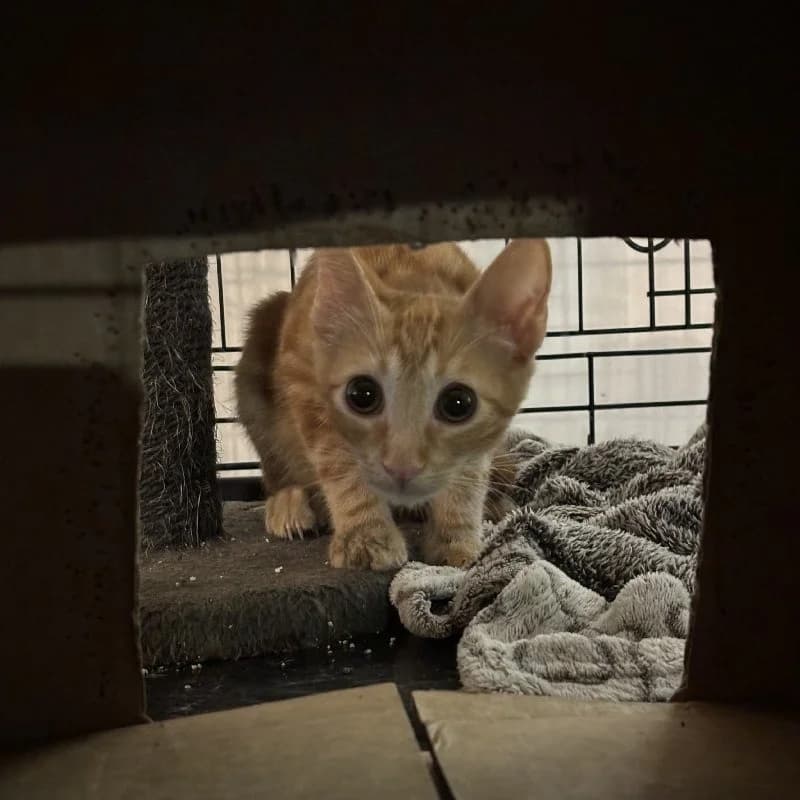 Jefke Dubois photo 3