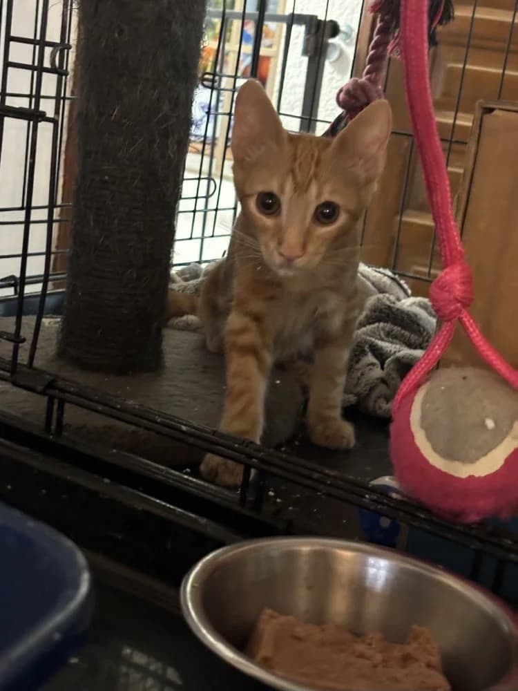 Jefke Dubois photo 4