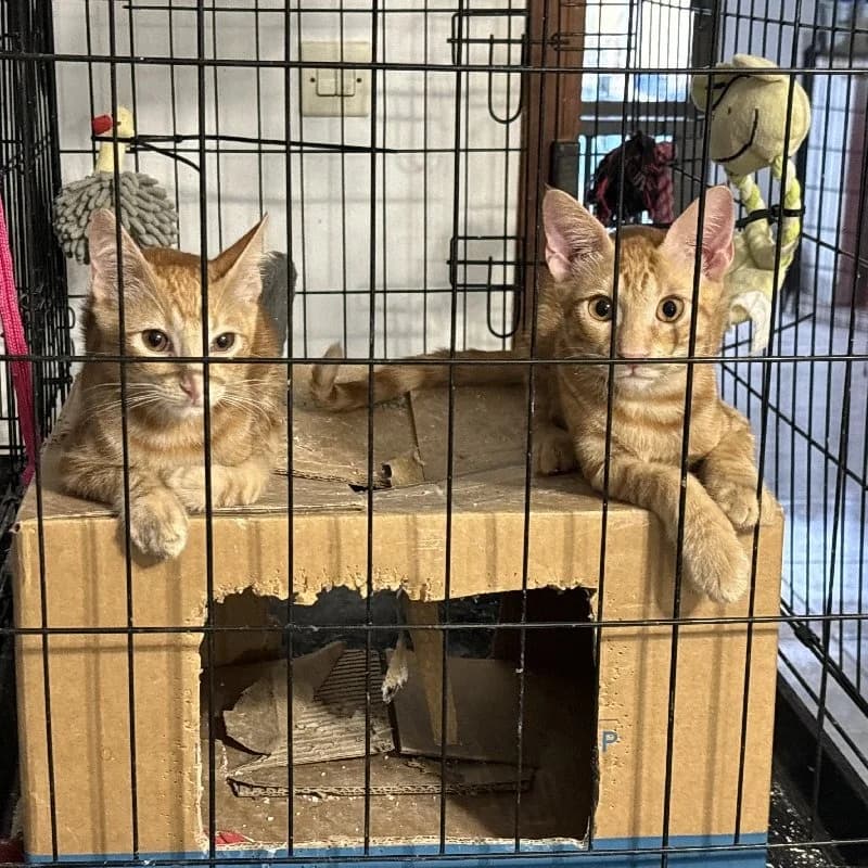 Jefke Dubois photo 5