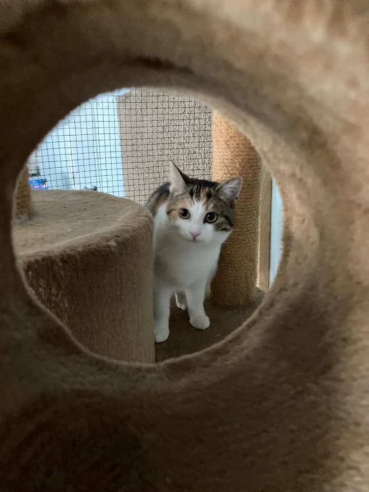 Juno & Minerva photo 6