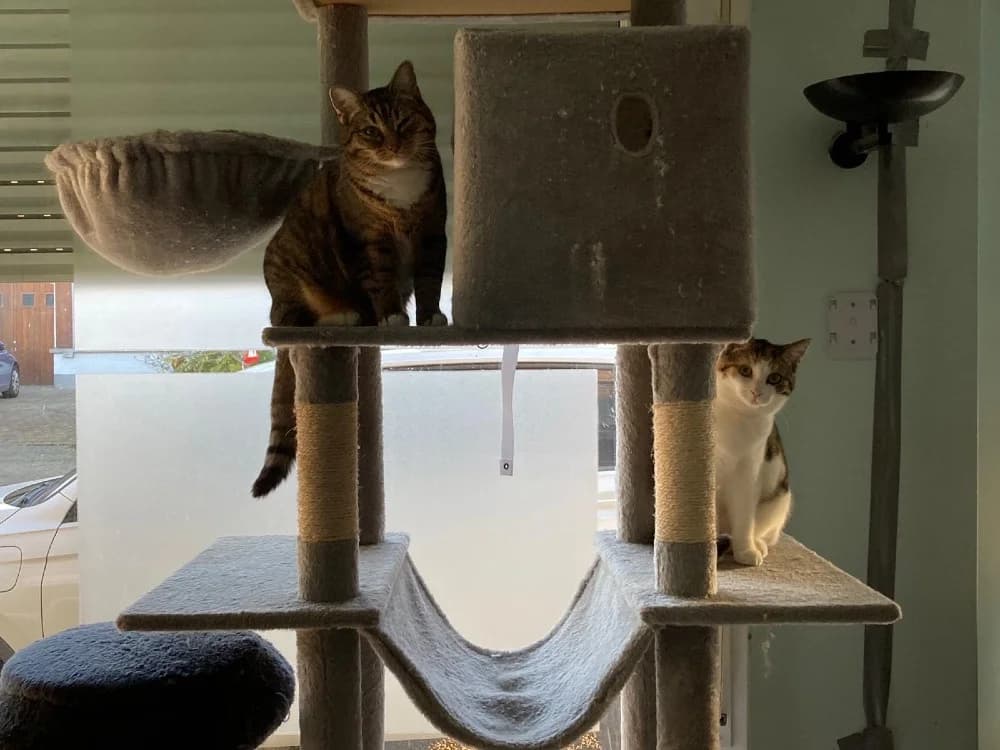 Juno & Minerva photo 7