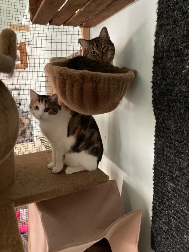 Juno & Minerva photo 8