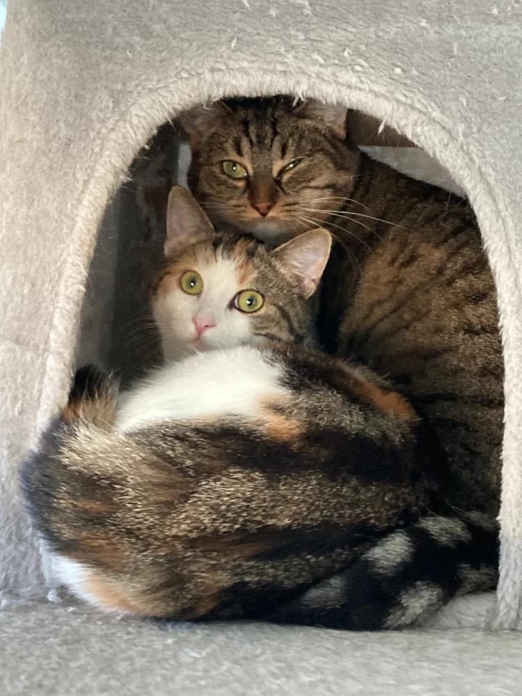 Juno & Minerva photo 2