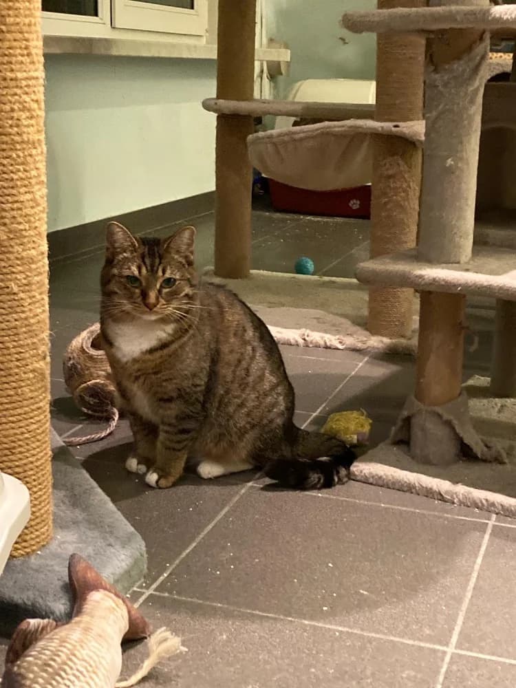 Juno & Minerva photo 3