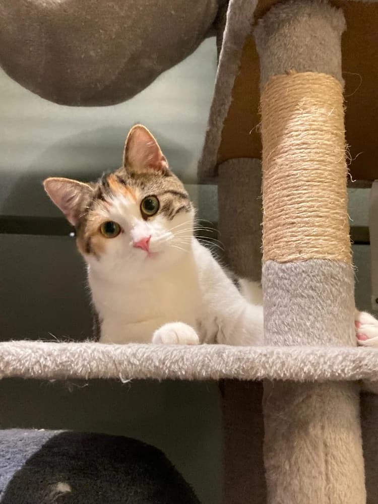 Juno & Minerva photo 4