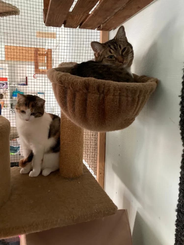 Juno & Minerva photo 5