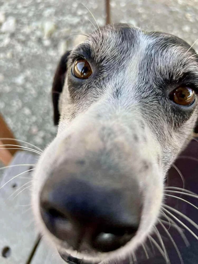 KOKOS * katvriendelijk! photo 8