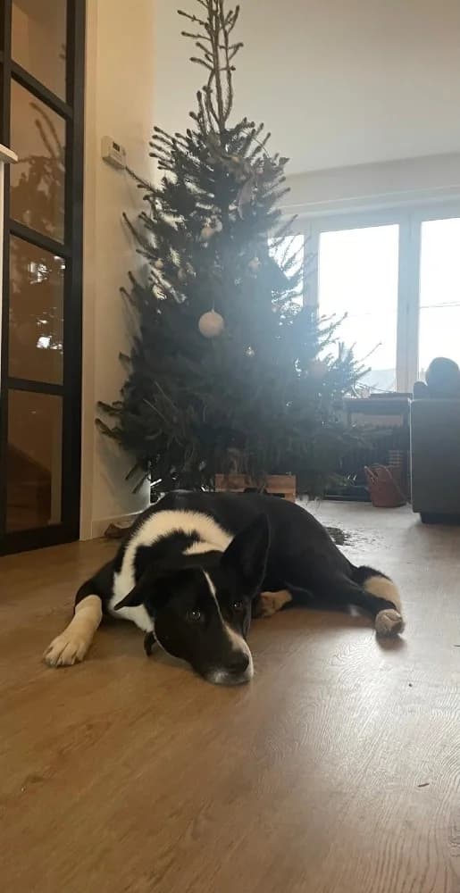 Lavanda Panda photo 5