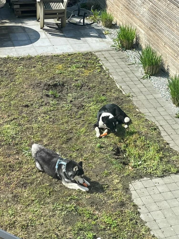 Lavanda Panda photo 6