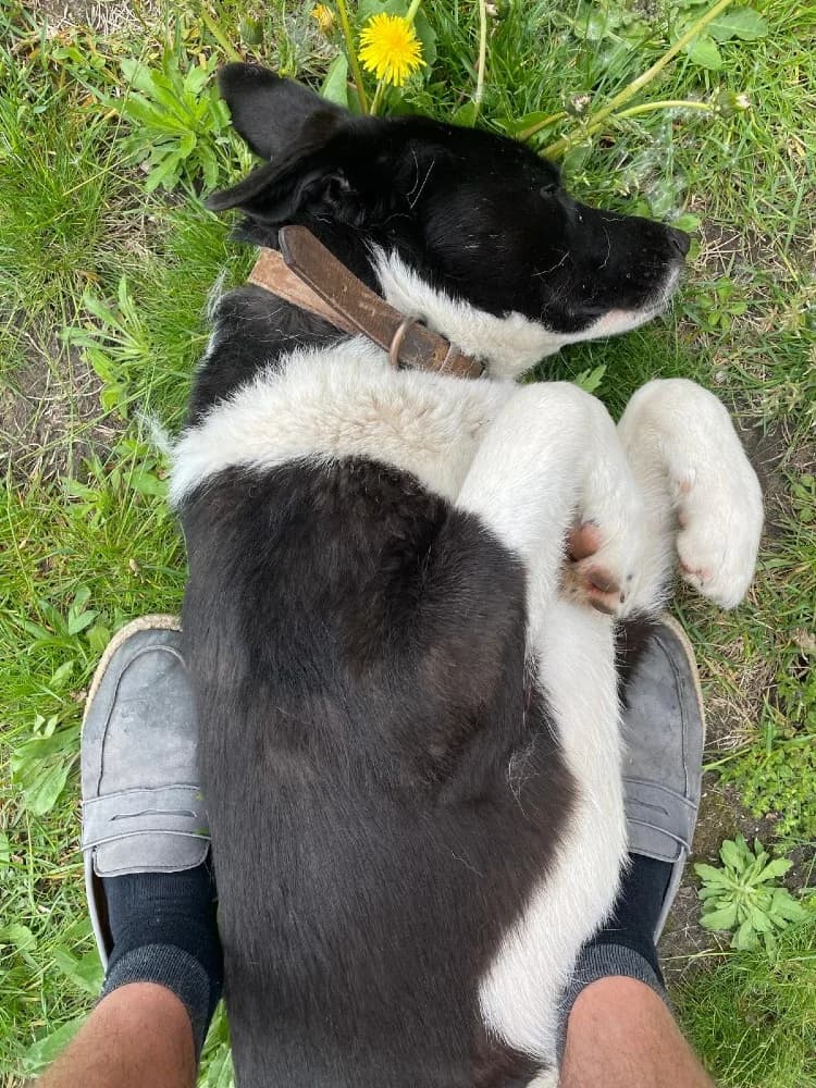 Lavanda Panda photo 7