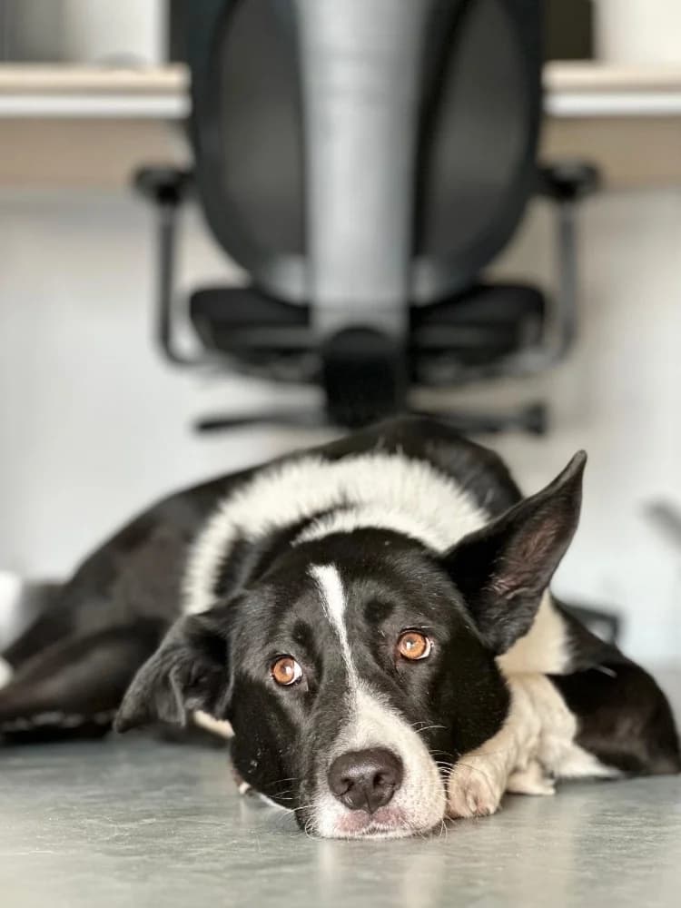 Lavanda Panda photo 8