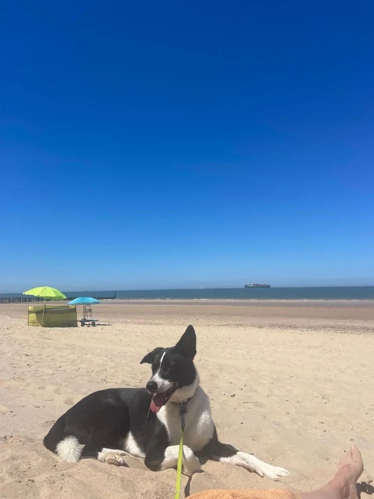 Lavanda Panda photo 2