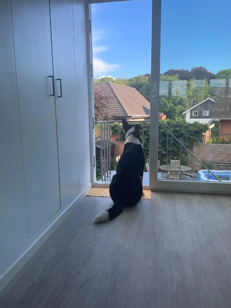 Lavanda Panda photo 3