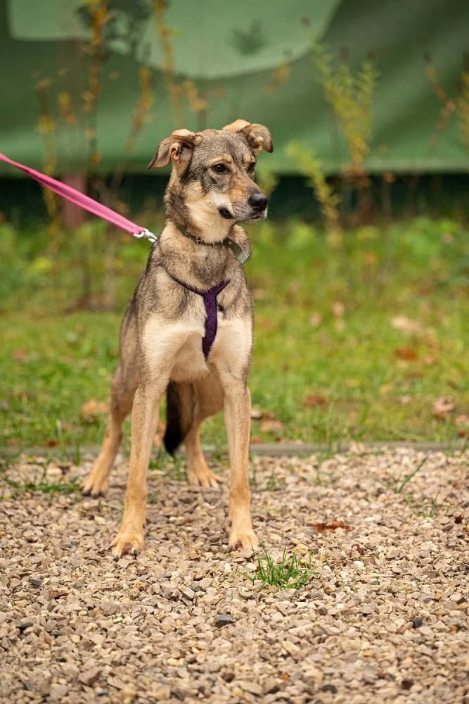 Lika danst door het leven photo 7