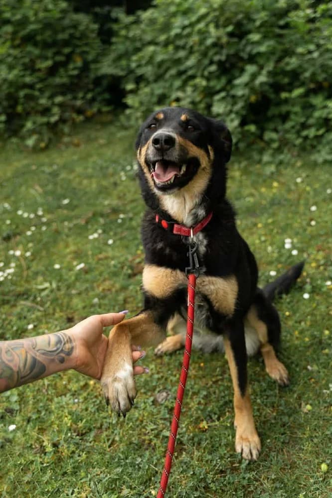 Lilu bundeltje positief ! photo 8