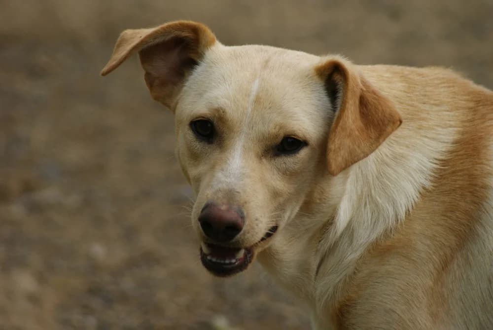 ❤️Lisa❤️ photo 7