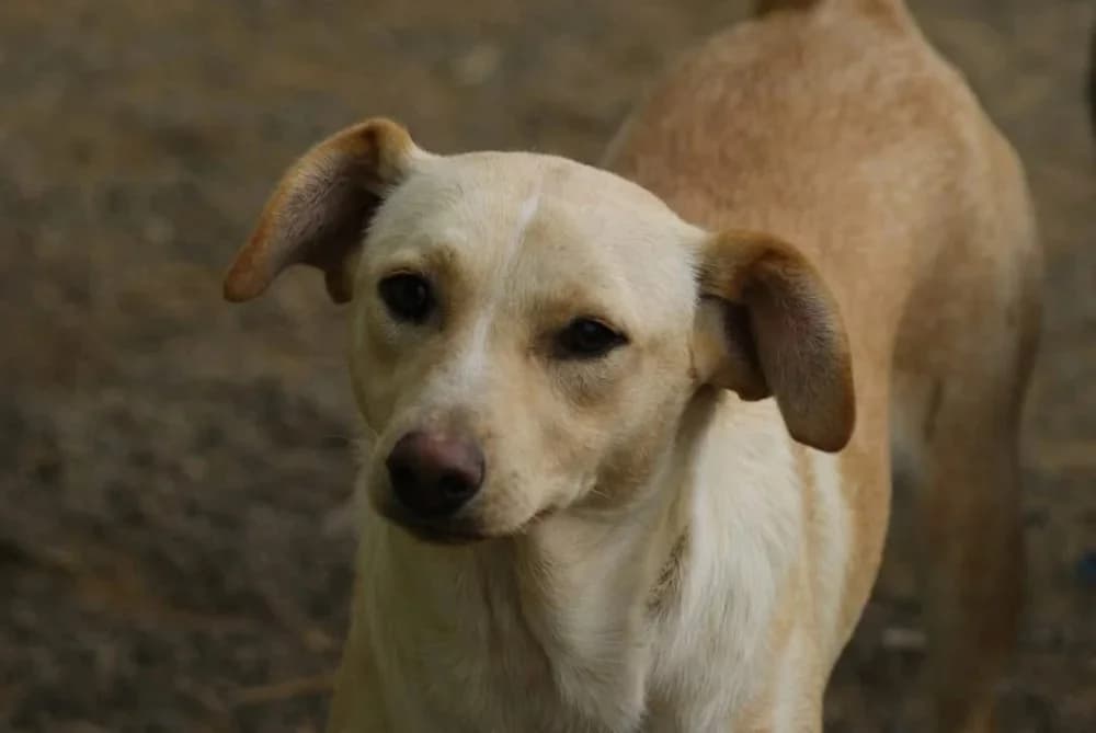 ❤️Lisa❤️ photo 4