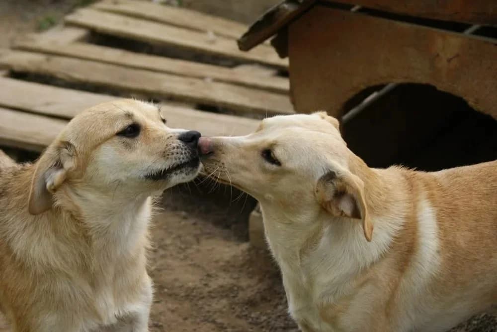 ❤️Lisa❤️ photo 5