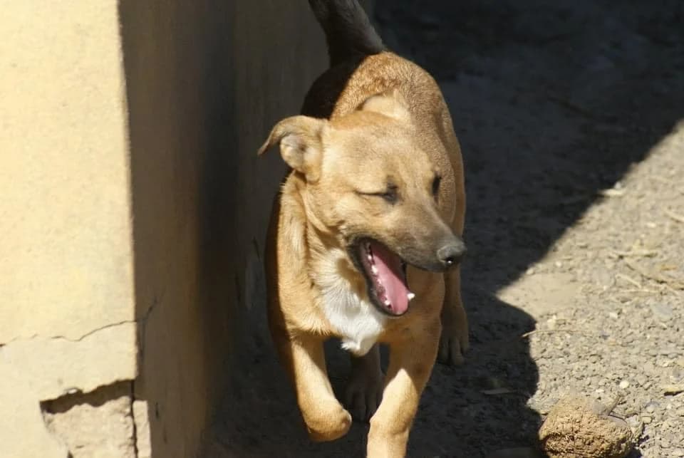 ❤️Lupin❤️ photo 4