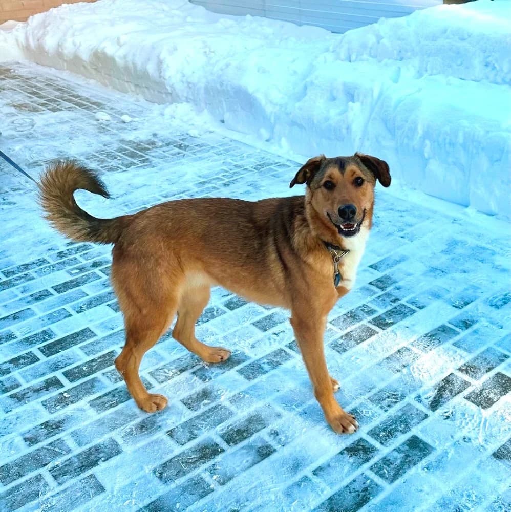 Lychee – jouw zonneschijn photo 6