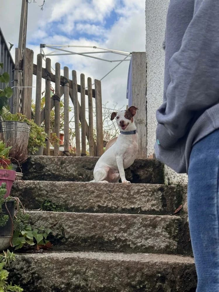 Mani BR (3 pootjes) photo 6