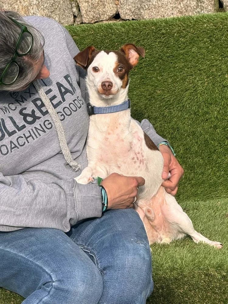 Mani BR (3 pootjes) photo 2