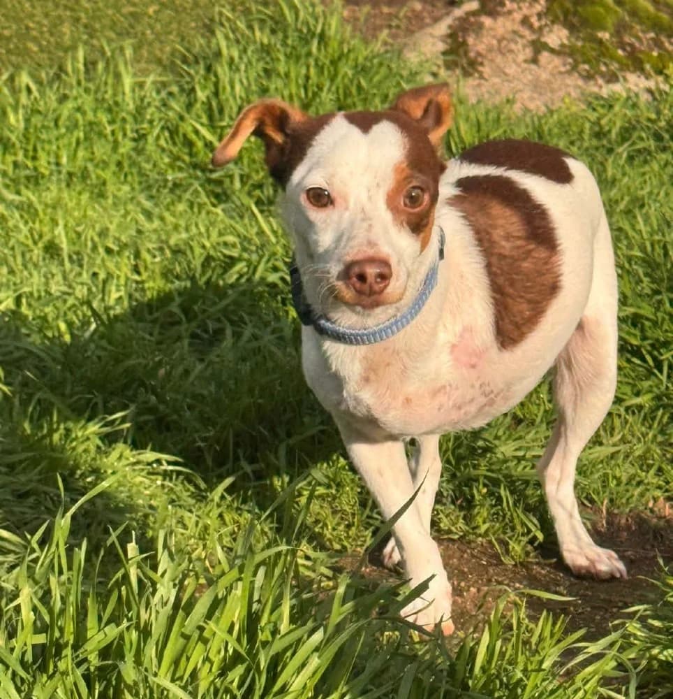 Mani BR (3 pootjes) photo 4