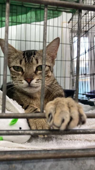 Margaret Scratcher photo 2