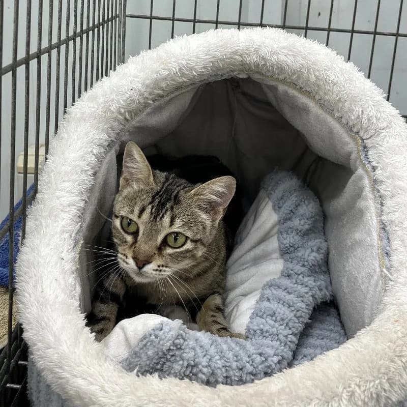 Margaret Scratcher photo 3