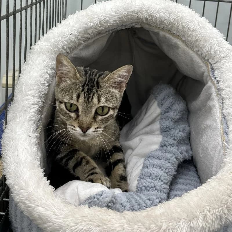 Margaret Scratcher photo 4