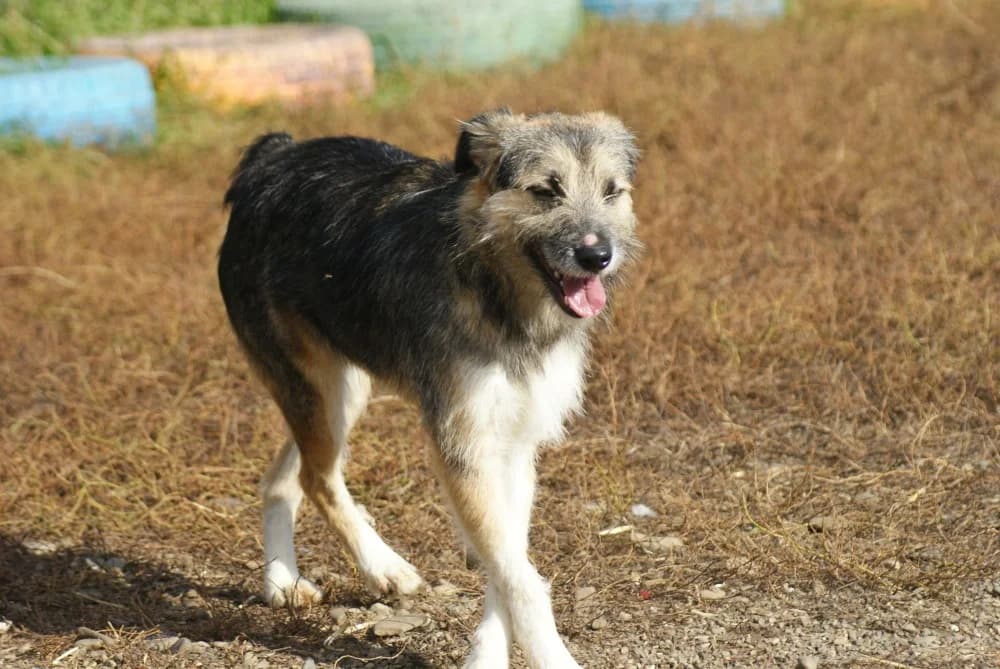 ❤️Miro❤️ photo 5