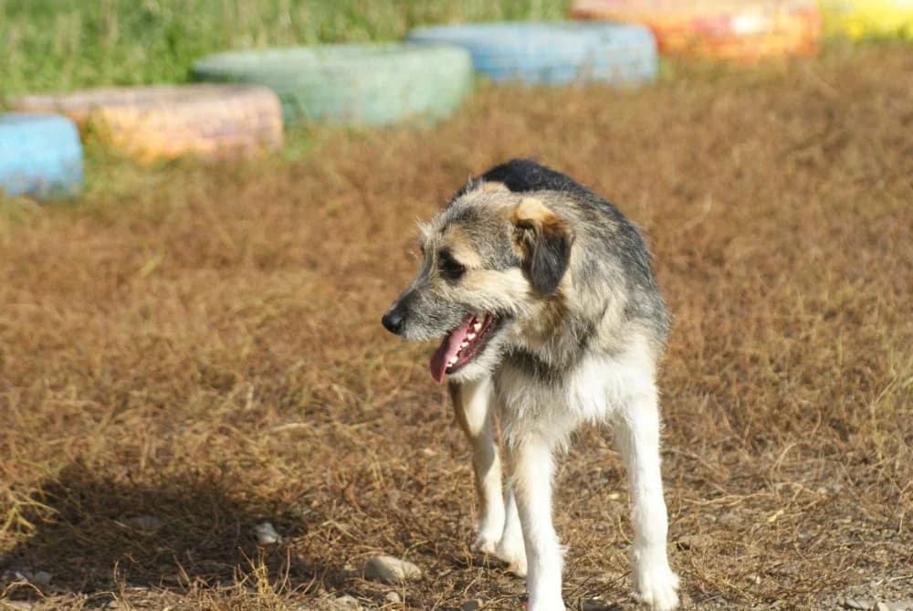 ❤️Miro❤️ photo 7