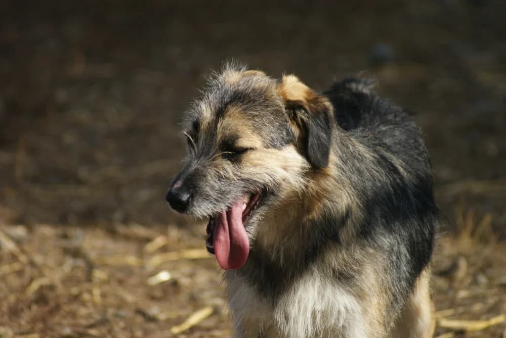 ❤️Miro❤️ photo 8