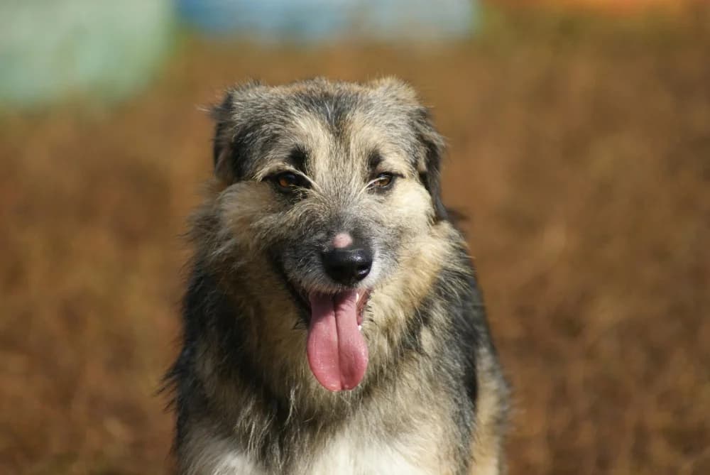 ❤️Miro❤️ photo 2