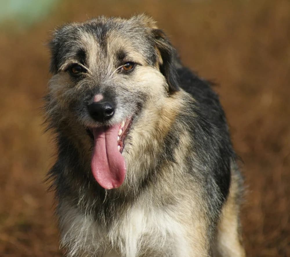 ❤️Miro❤️ photo 3