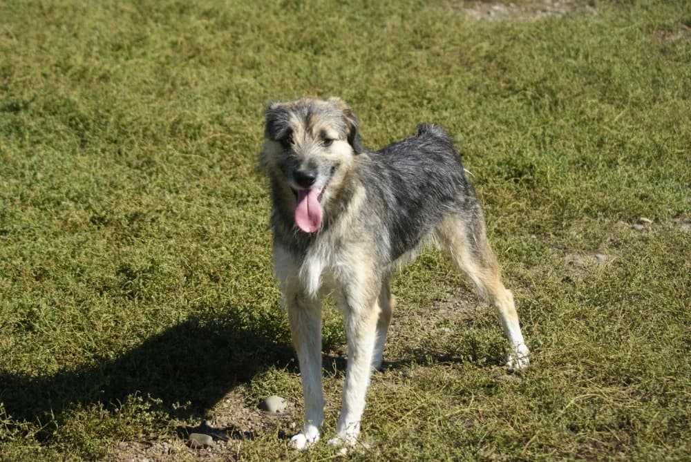 ❤️Miro❤️ photo 4