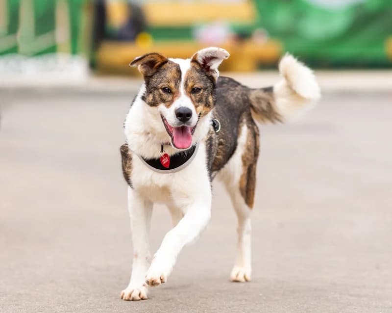 Mokka fee en kindervriend photo 8