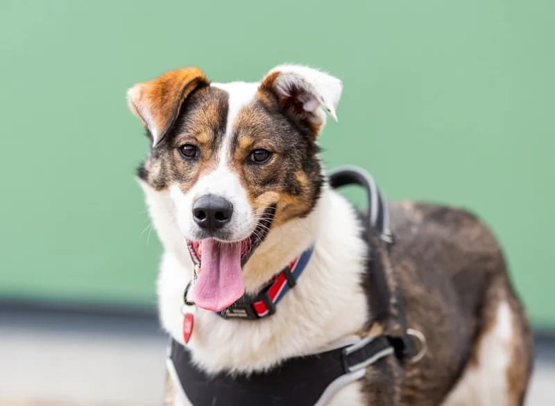 Mokka fee en kindervriend photo 4