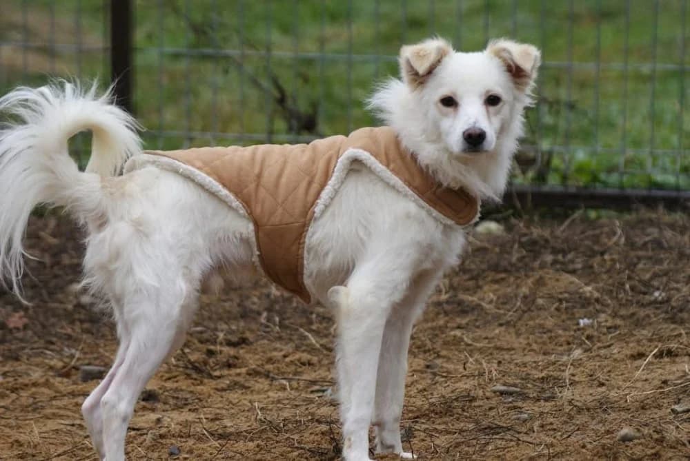 ❤️Murphy❤️ photo 5