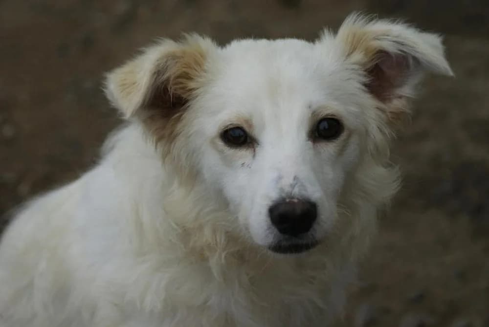 ❤️Murphy❤️ photo 2