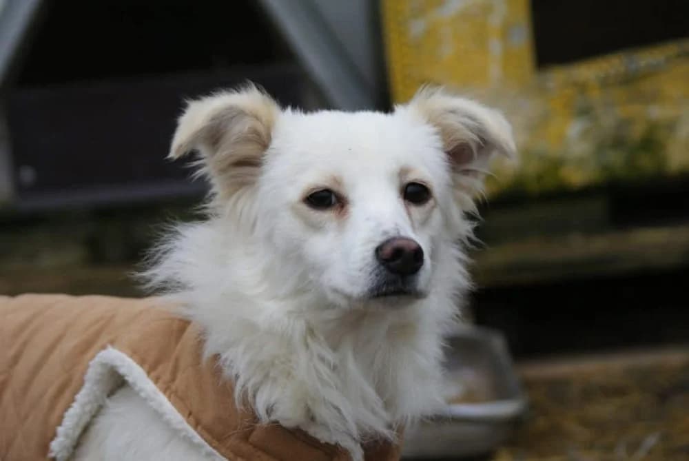 ❤️Murphy❤️ photo 3