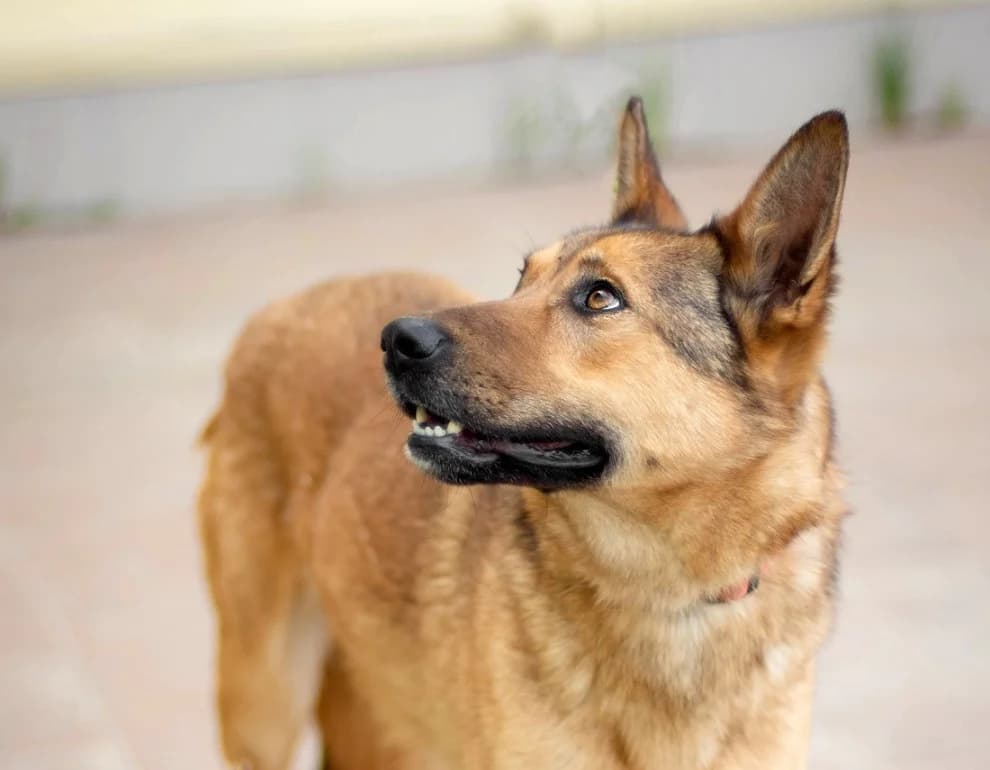 Naiti vrolijke roodharige photo 7