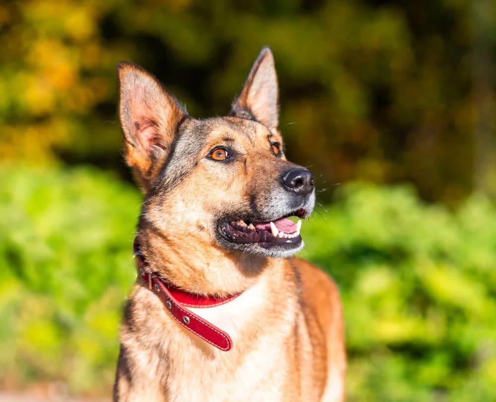 Naiti vrolijke roodharige photo 3