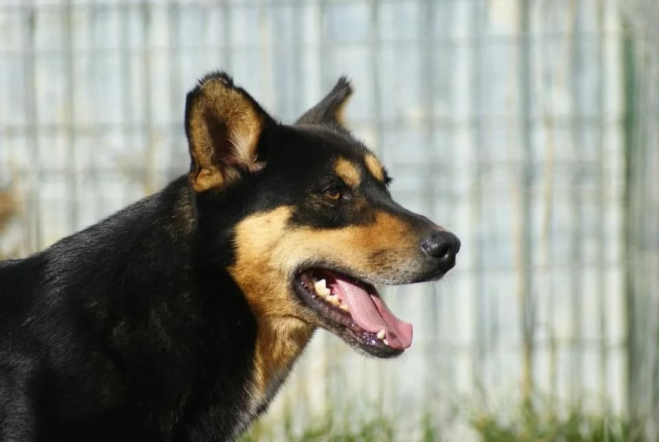 ❤️Novan❤️ photo 8