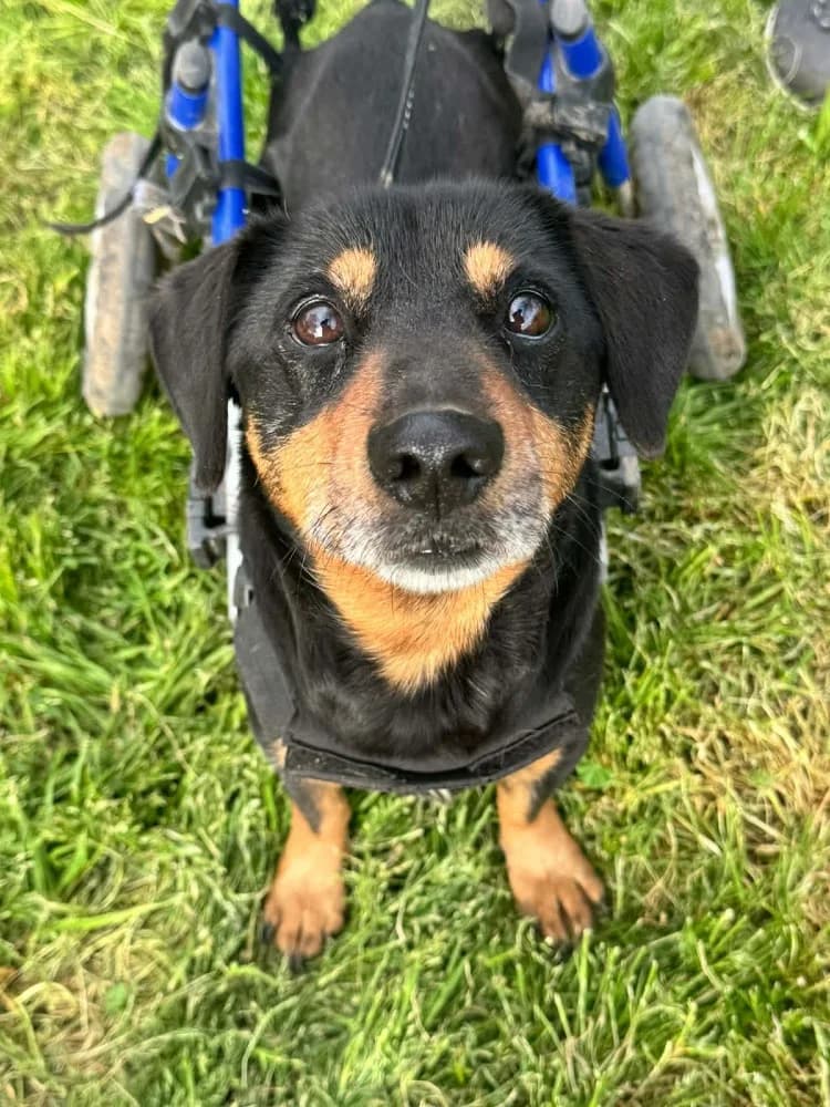 Ody BR gehandicapt photo 7